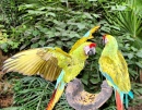 Papageie in Mexiko